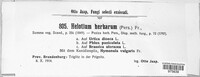 Calycina herbarum image